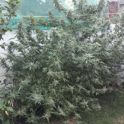 Grand Daddy Purple (1era G) growlog photo: Hoy dia 11 de marzo , note almenos al 42%de los pistilos cambiar de color , luego de mirar exahustivamente en diferentes partes de la planta concluí que esta lista para se cosechada , de esta manera se empezara hoy dia el lavado de raices . Claramente es una perdida aplicarle el blombastic , sera para otra ocasion, me siento satisfecho con el resultado 