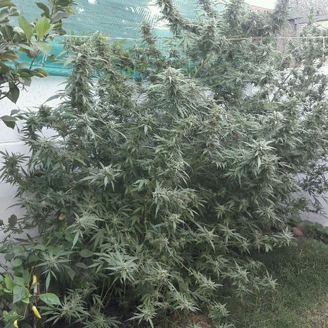 Grand Daddy Purple (1era G) growlog photo: Hoy dia 11 de marzo , note almenos al 42%de los pistilos cambiar de color , luego de mirar exahustivamente en diferentes partes de la planta concluí que esta lista para se cosechada , de esta manera se empezara hoy dia el lavado de raices . Claramente es una perdida aplicarle el blombastic , sera para otra ocasion, me siento satisfecho con el resultado 
