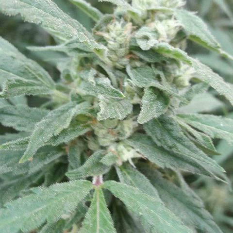 Grand Daddy Purple (1era G) growlog photo: Hoy dia 11 de marzo , note almenos al 42%de los pistilos cambiar de color , luego de mirar exahustivamente en diferentes partes de la planta concluí que esta lista para se cosechada , de esta manera se empezara hoy dia el lavado de raices . Claramente es una perdida aplicarle el blombastic , sera para otra ocasion, me siento satisfecho con el resultado 