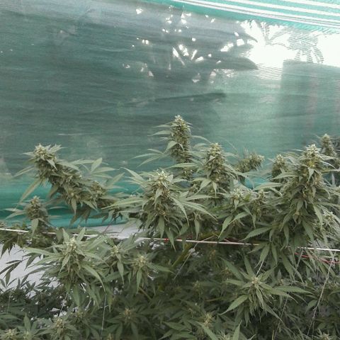 Grand Daddy Purple (1era G) growlog photo: Hoy dia 11 de marzo , note almenos al 42%de los pistilos cambiar de color , luego de mirar exahustivamente en diferentes partes de la planta concluí que esta lista para se cosechada , de esta manera se empezara hoy dia el lavado de raices . Claramente es una perdida aplicarle el blombastic , sera para otra ocasion, me siento satisfecho con el resultado 