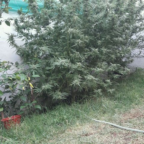 Grand Daddy Purple (1era G) growlog photo: Hoy dia 11 de marzo , note almenos al 42%de los pistilos cambiar de color , luego de mirar exahustivamente en diferentes partes de la planta concluí que esta lista para se cosechada , de esta manera se empezara hoy dia el lavado de raices . Claramente es una perdida aplicarle el blombastic , sera para otra ocasion, me siento satisfecho con el resultado 