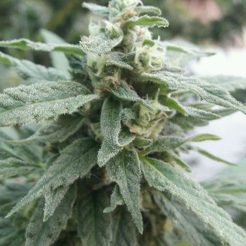 Grand Daddy Purple (1era G) growlog photo: Hoy dia 11 de marzo , note almenos al 42%de los pistilos cambiar de color , luego de mirar exahustivamente en diferentes partes de la planta concluí que esta lista para se cosechada , de esta manera se empezara hoy dia el lavado de raices . Claramente es una perdida aplicarle el blombastic , sera para otra ocasion, me siento satisfecho con el resultado 