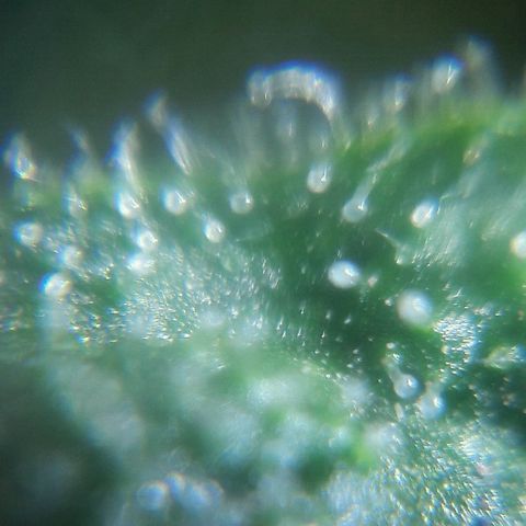 Grand Daddy Purple (1era G) growlog photo: Estado de los tricomas 