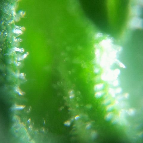 Grand Daddy Purple (1era G) growlog photo: Estado de los tricomas 
