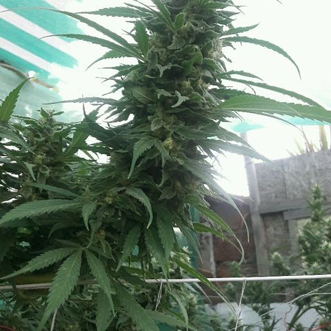 Grand Daddy Purple (1era G) growlog timeline photo