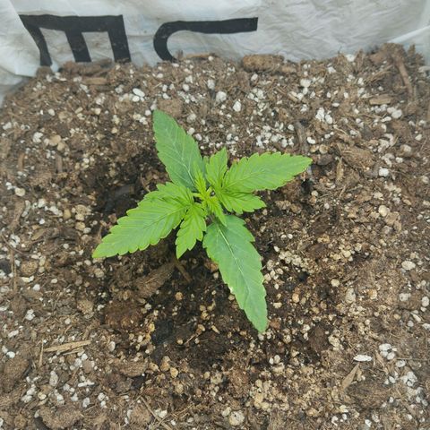 Mandarina y especias (Betty) 48gr growlog timeline photo
