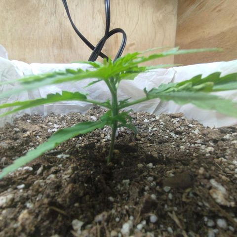 Sarah "la flaca"  111gr growlog timeline photo