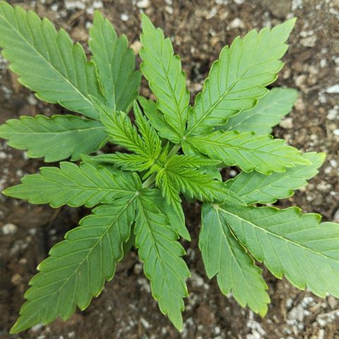 Mandarina y especias (Betty) 48gr growlog timeline photo
