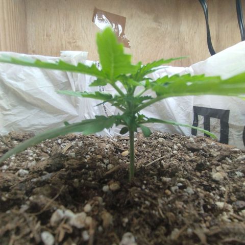 Mandarina y especias (Betty) 48gr growlog timeline photo