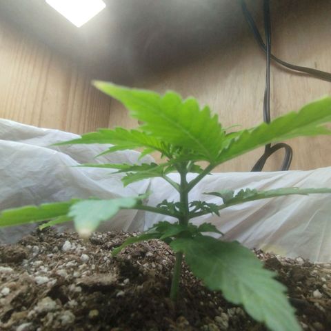 Sarah "la flaca"  111gr growlog timeline photo