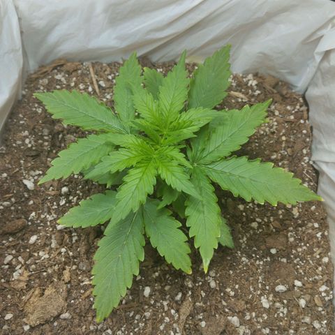 Sarah "la flaca"  111gr growlog timeline photo