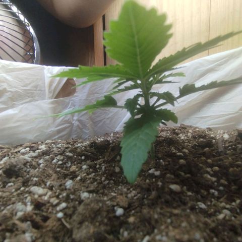 Mandarina y especias (Betty) 48gr growlog timeline photo