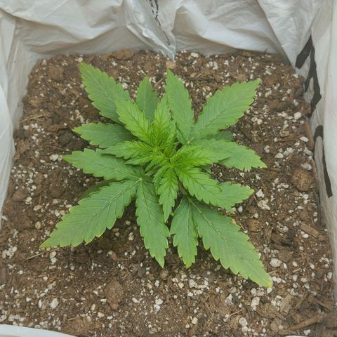 Mandarina y especias (Betty) 48gr growlog timeline photo