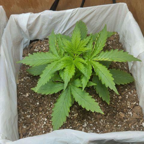 Sarah "la flaca"  111gr growlog timeline photo