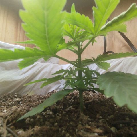Sarah "la flaca"  111gr growlog timeline photo