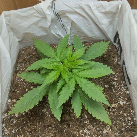 Mandarina y especias (Betty) 48gr growlog timeline photo