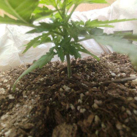 Mandarina y especias (Betty) 48gr growlog timeline photo
