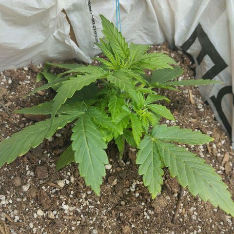 Mandarina y especias (Betty) 48gr growlog photo: Ligero lst, poda de una hoja para que la luz llegue a los brotes inferiores 