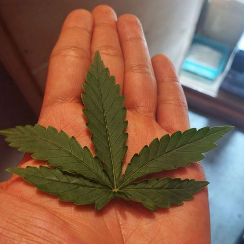 Mandarina y especias (Betty) 48gr growlog photo: Ligero lst, poda de una hoja para que la luz llegue a los brotes inferiores 