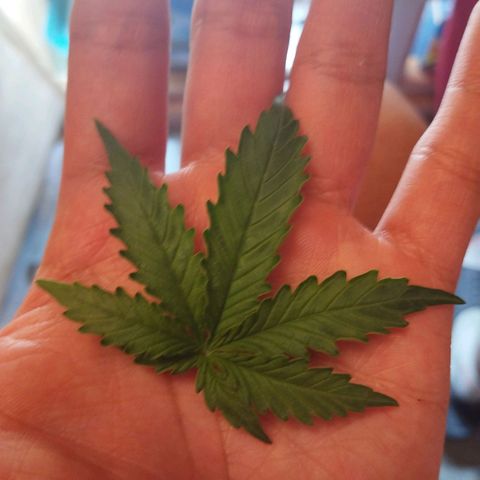 Sarah "la flaca"  111gr growlog photo: Lst y poda de una hoja para mejor penetración de la luz