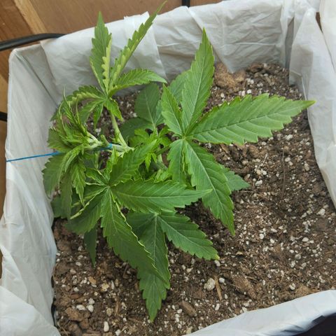 Sarah "la flaca"  111gr growlog photo: Lst y poda de una hoja para mejor penetración de la luz