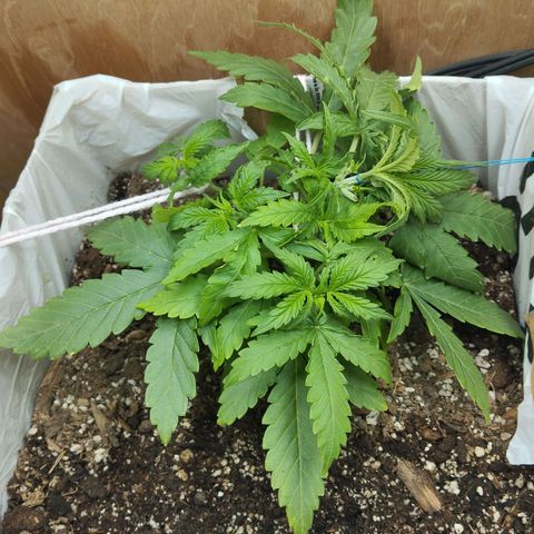 Mandarina y especias (Betty) 48gr growlog timeline photo