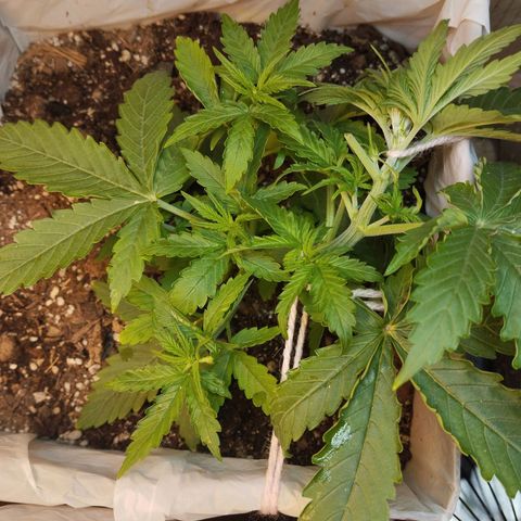 Sarah "la flaca"  111gr growlog timeline photo