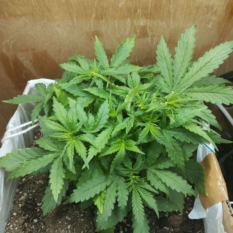 Mandarina y especias (Betty) 48gr growlog timeline photo