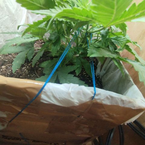 Mandarina y especias (Betty) 48gr growlog timeline photo