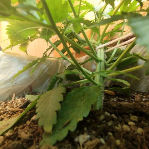 Sarah "la flaca"  111gr growlog timeline photo