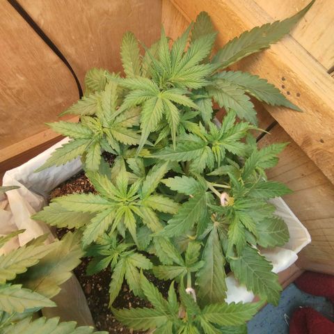 Sarah "la flaca"  111gr growlog timeline photo