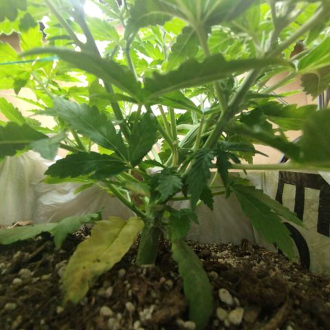 Mandarina y especias (Betty) 48gr growlog timeline photo