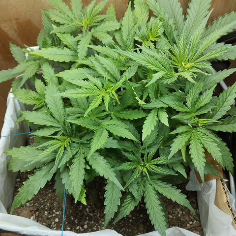Mandarina y especias (Betty) 48gr growlog timeline photo