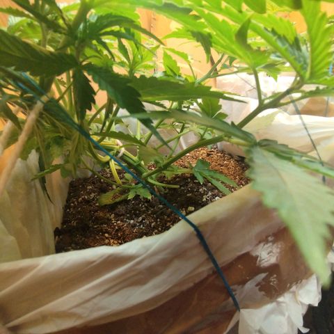 Sarah "la flaca"  111gr growlog timeline photo