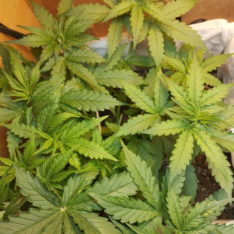 Sarah "la flaca"  111gr growlog timeline photo