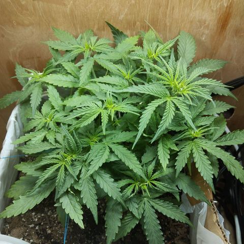 Mandarina y especias (Betty) 48gr growlog timeline photo