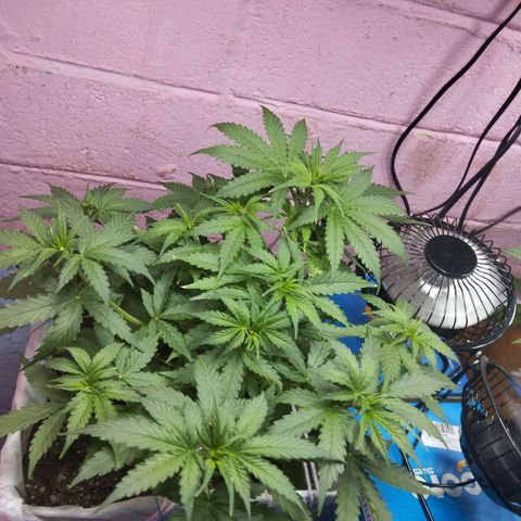 Sarah "la flaca"  111gr growlog timeline photo