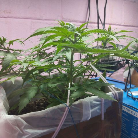 Sarah "la flaca"  111gr growlog timeline photo