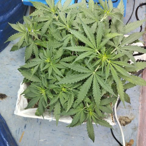 Mandarina y especias (Betty) 48gr growlog timeline photo