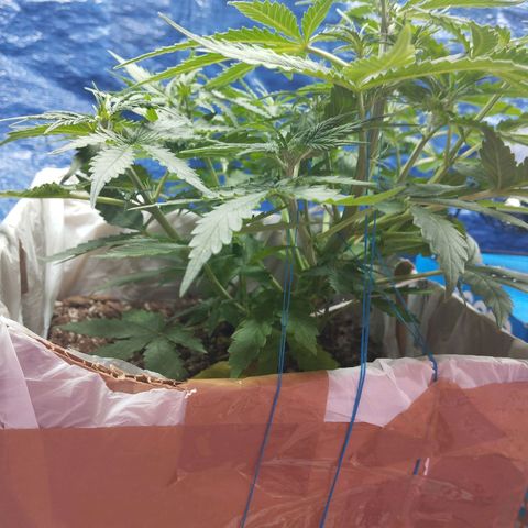 Mandarina y especias (Betty) 48gr growlog timeline photo