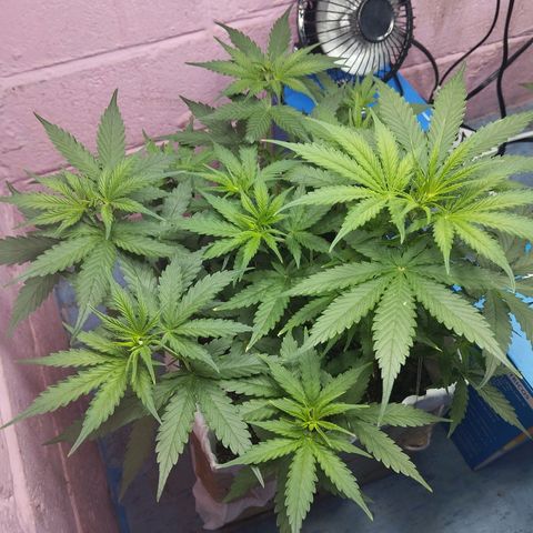 Sarah "la flaca"  111gr growlog timeline photo