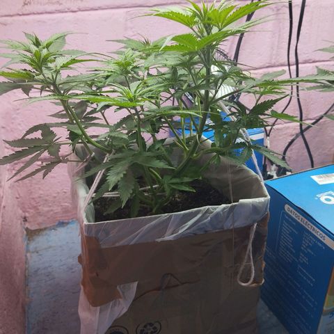 Sarah "la flaca"  111gr growlog timeline photo