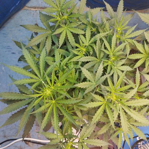 Mandarina y especias (Betty) 48gr growlog timeline photo