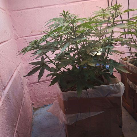 Sarah "la flaca"  111gr growlog timeline photo
