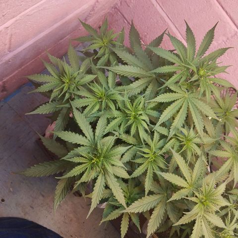 Sarah "la flaca"  111gr growlog timeline photo