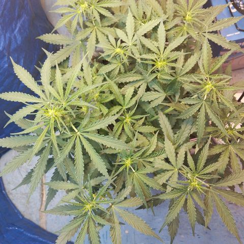 Mandarina y especias (Betty) 48gr growlog timeline photo