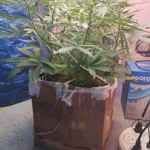 Mandarina y especias (Betty) 48gr growlog timeline photo