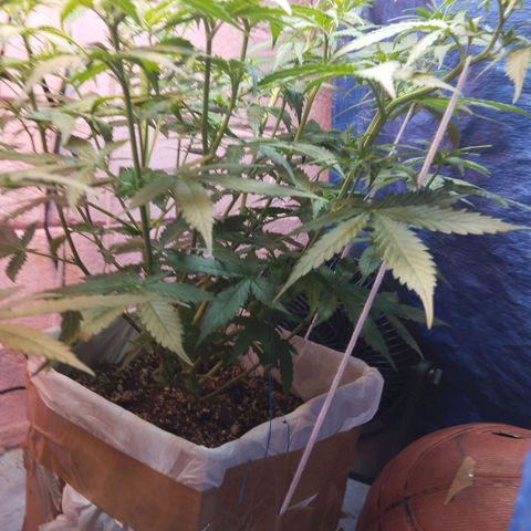 Sarah "la flaca"  111gr growlog timeline photo