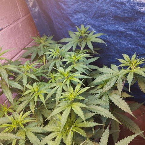 Sarah "la flaca"  111gr growlog timeline photo
