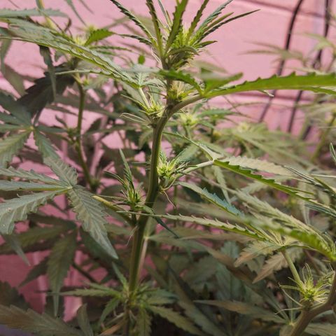 Mandarina y especias (Betty) 48gr growlog timeline photo